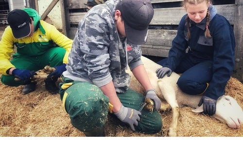 Hufpflege Schafe Hufpflege Schafe