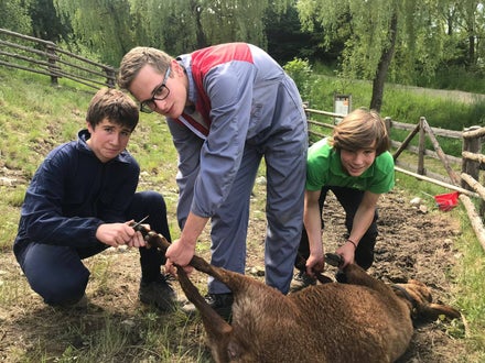 Hufpflege Schaf Hufpflege Schaf