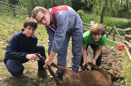 Hufpflege Schaf Hufpflege Schaf