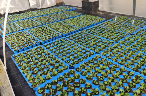 Pflanzen vorgezogen Pflanzen vorgezogen