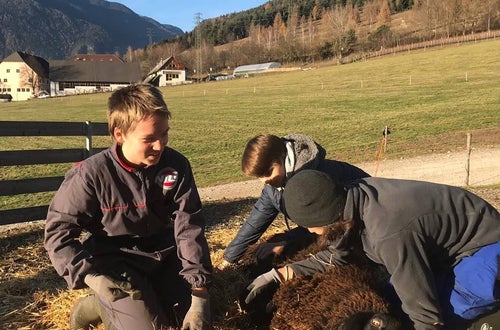 Schafschur Schafschur