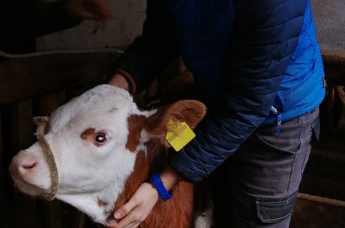 Korrektes binden des Stricks bei einem Kalb Korrektes binden des Stricks bei einem Kalb