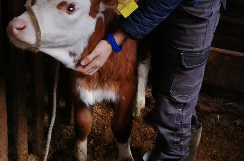 Korrektes binden des Stricks bei einem Kalb Korrektes binden des Stricks bei einem Kalb