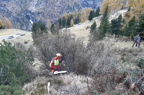 Weidepflege Projekt mit Forstamt Weidepflege Projekt mit Forstamt