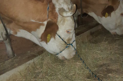 Kuh mit Strick angebunden Kuh mit Strick angebunden