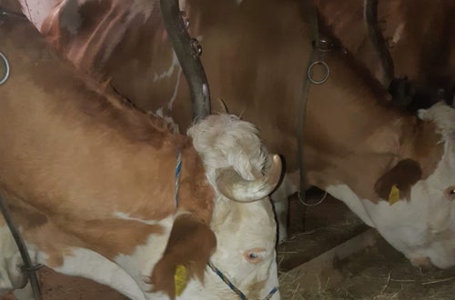 Kuh mit Strick angebunden Kuh mit Strick angebunden