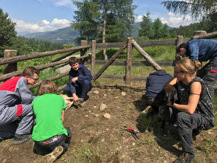 Hufpflege Schaf Hufpflege Schaf