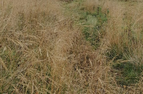 Weidepflege 2021 FSDietenheim Weidepflege 2021 FSDietenheim