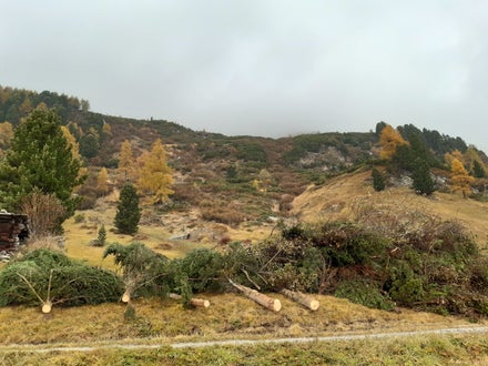 Weidepflege Projekt mit Forstamt Weidepflege Projekt mit Forstamt