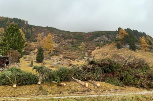 Weidepflege Projekt mit Forstamt Weidepflege Projekt mit Forstamt