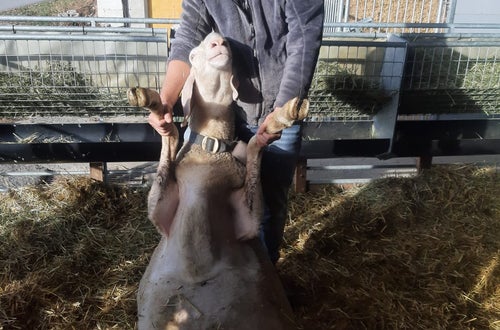 Junglandwirte Ausbildung Teilnehmer mit Schaf Junglandwirte Ausbildung Teilnehmer mit Schaf