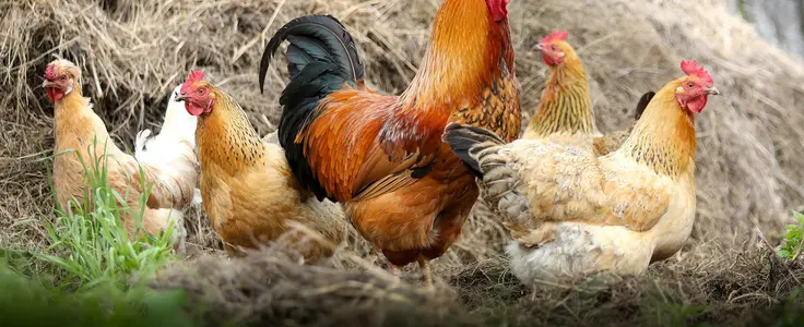 Hahn mit Hennen Hahn mit Hennen