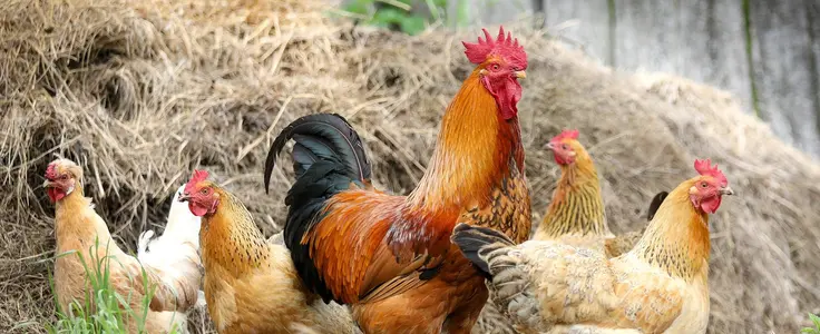 Hahn mit Hennen Hahn mit Hennen