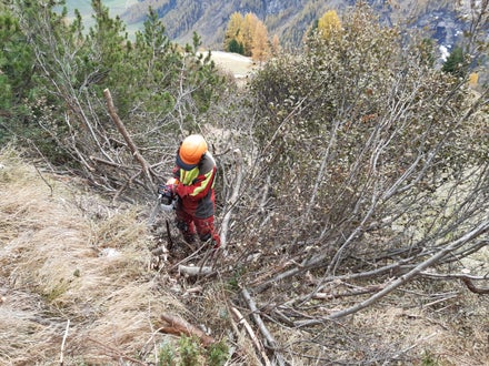 Weidepflege Projekt mit Forstamt Weidepflege Projekt mit Forstamt