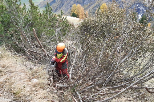 Weidepflege Projekt mit Forstamt Weidepflege Projekt mit Forstamt