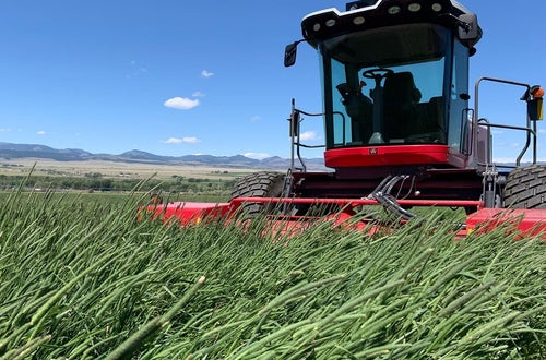 Lieschgras Ernte Lieschgras Ernte