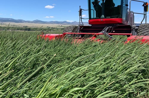 Lieschgras Ernte Lieschgras Ernte