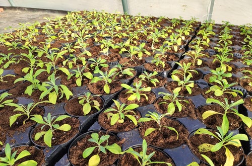 Pflanzen im Topf Pflanzen im Topf