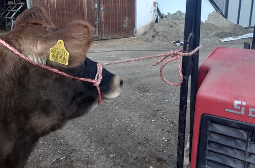 Kuh richtig festgebunden Kuh richtig festgebunden