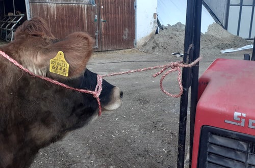 Kuh richtig festgebunden Kuh richtig festgebunden