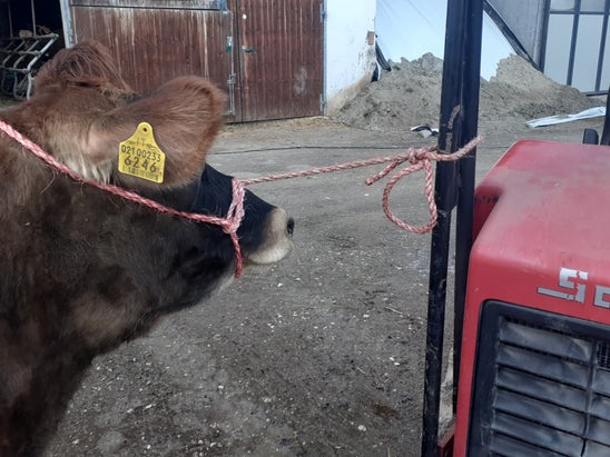 Kuh richtig festgebunden Kuh richtig festgebunden
