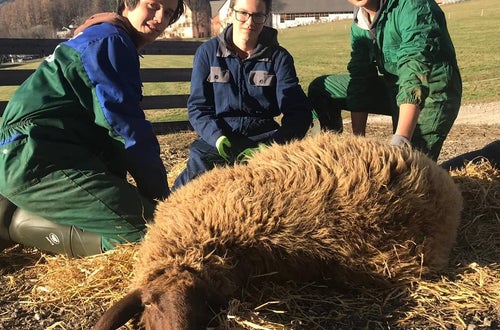 Schafschur Schafschur