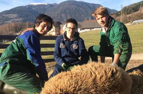 Schafschur Schafschur