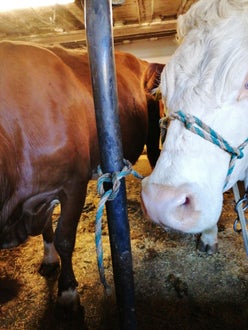 Strick der Kuh richtig gebunden Strick der Kuh richtig gebunden