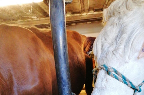 Strick der Kuh richtig gebunden Strick der Kuh richtig gebunden