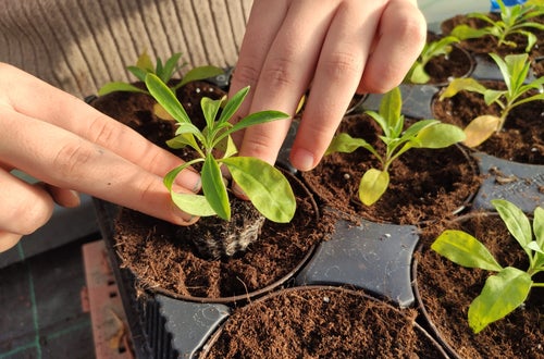 Pflanzen im Topf Pflanzen im Topf