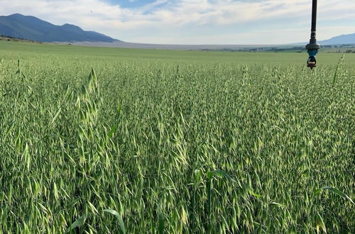 Haferfeld Getreide Haferfeld Getreide