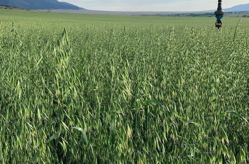 Haferfeld Getreide Haferfeld Getreide