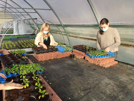 Schülerinnen pflanzen Schülerinnen pflanzen
