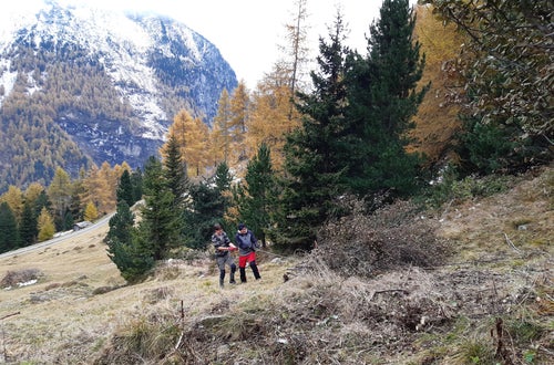 Weidepflege Projekt mit Forstamt Weidepflege Projekt mit Forstamt