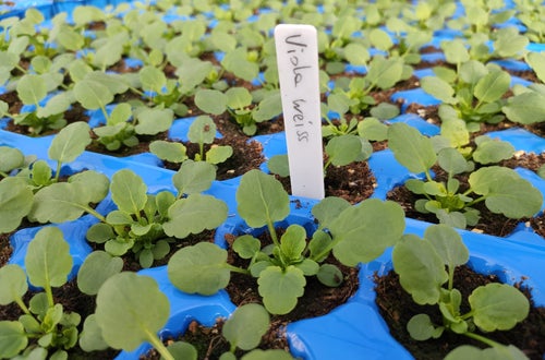 Pflanzen im Topf Pflanzen im Topf