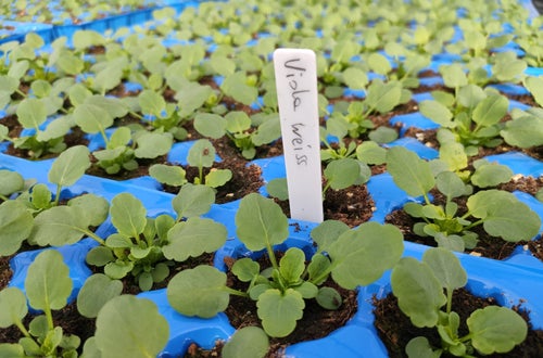 Pflanzen im Topf Pflanzen im Topf