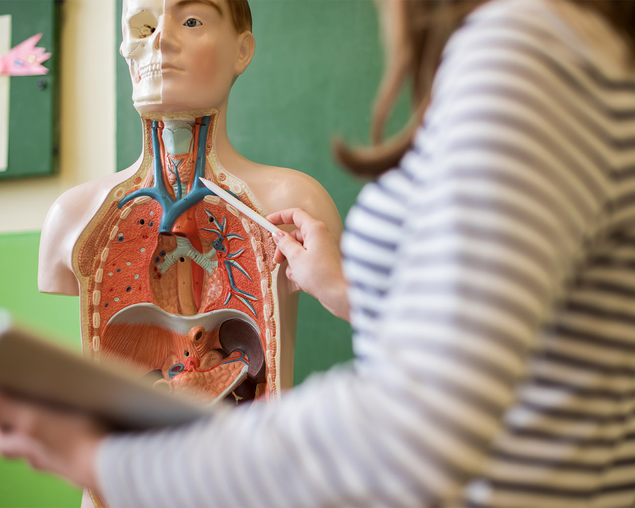 Vrouw geeft les en wijst iets aan op medische pop