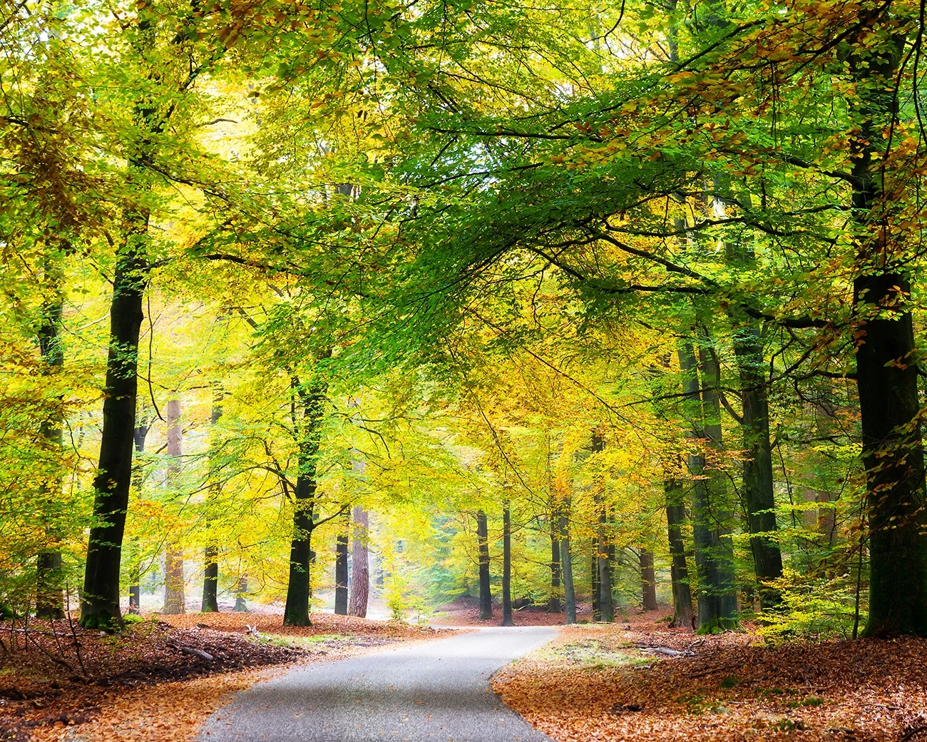 Weg in het bos