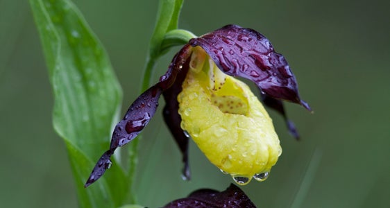 Cercasi pianelle della Madonna