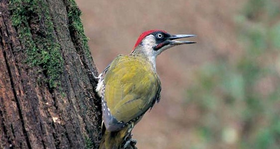 Studien und Erhebungen