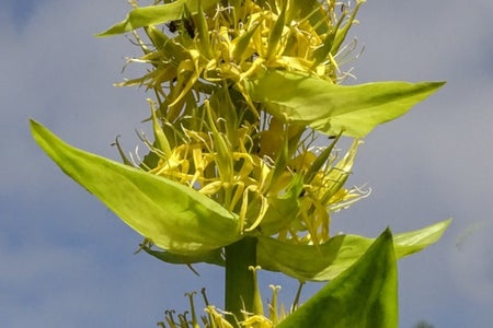Cercasi genziana maggiore