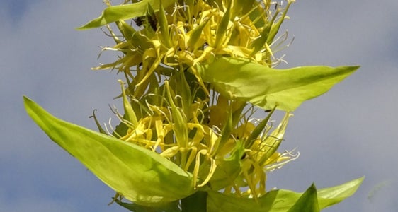 Gelber Enzian gesucht