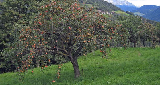 Castagneti e prati con radi alberi da frutto