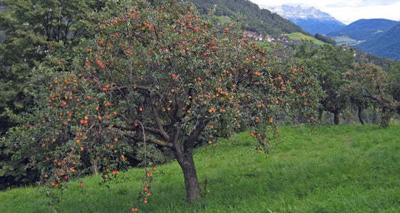 Castagneti e prati con radi alberi da frutto