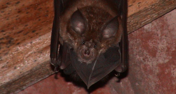 Cercasi ferro di cavallo maggiore