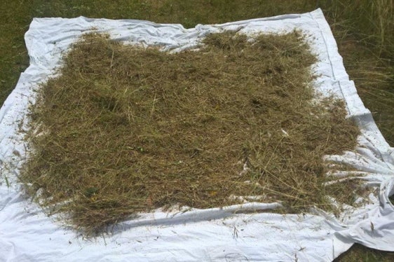 Affinchè il semente si asciughi bene, viene steso su dei teli (Archivio Ufficio Natura, Foto Mauro Tomasi).