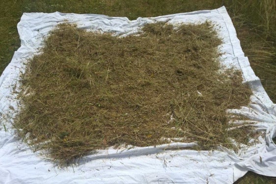 Damit das Saatgut gut trocknet, wird es auf Tüchern ausgebreitet (Archiv Amt für Natur, Foto Mauro Tomasi).