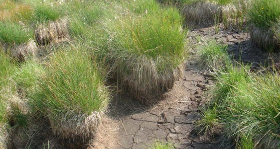 Habitat umidi senza vegetazione legnosa