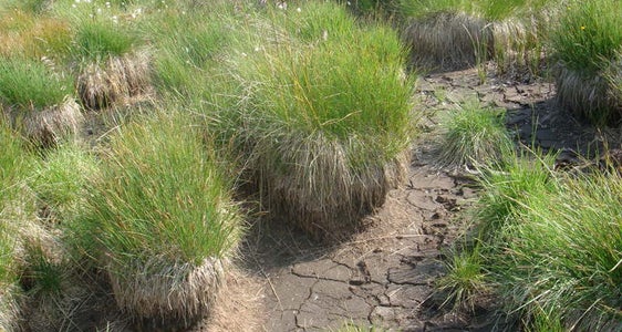 Ufer und Feuchtgebiete ohne Gehölze