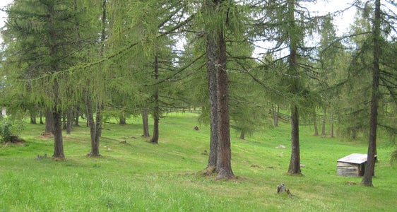 Prati ricchi di specie alberati